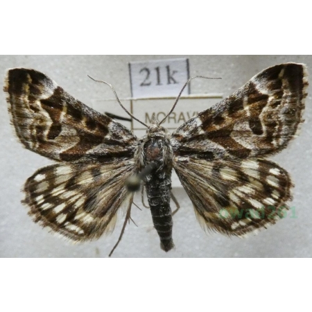 Euclidia mi (Clerck, 1759) Wygłoba szczawiówka Czech21k